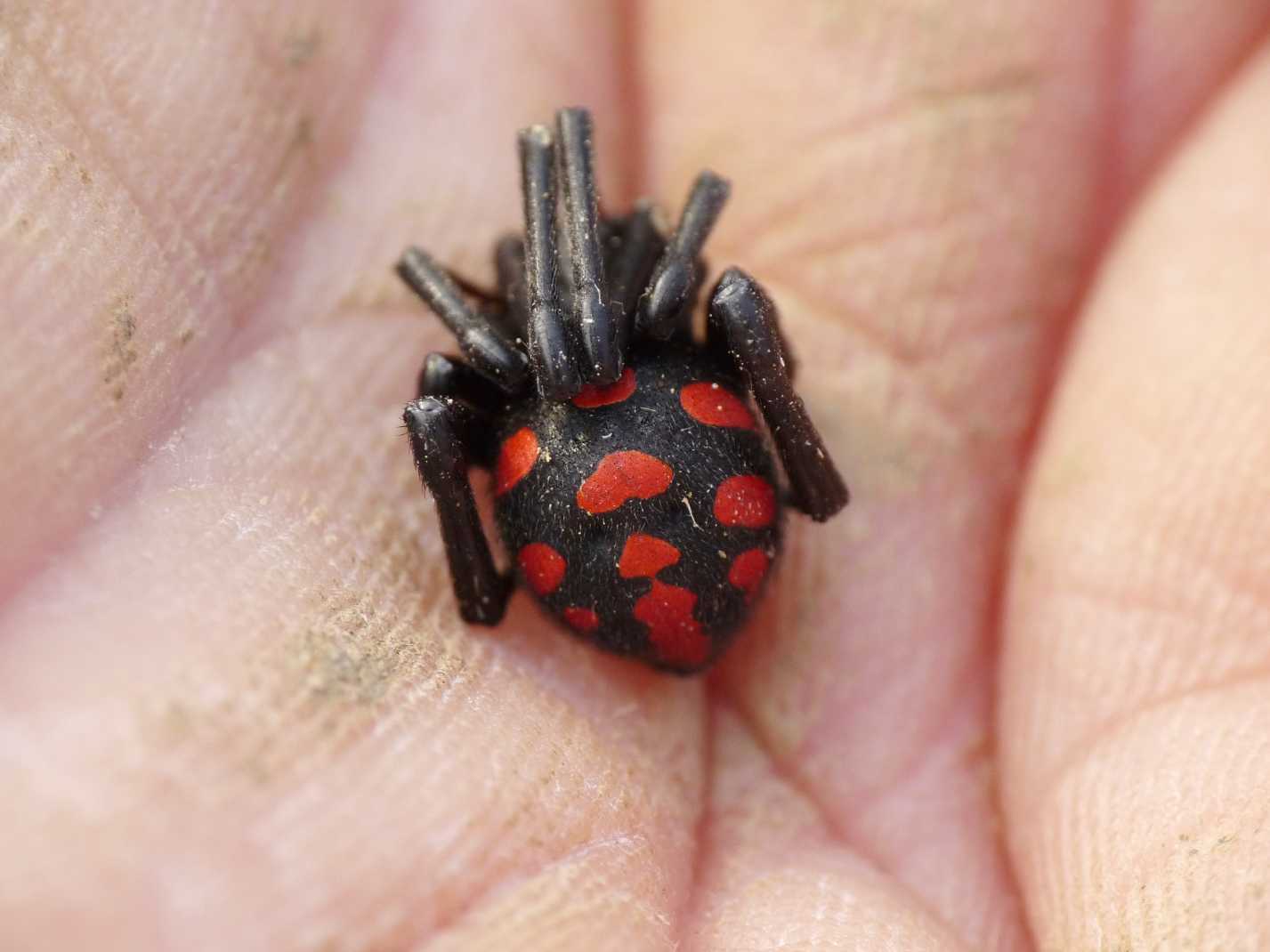 Latrodectus nel Lazio